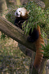 lesser Panda