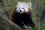 lesser Panda