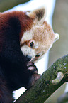 lesser red panda