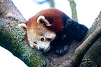 lesser red panda