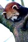 lesser red panda