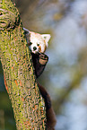 lesser panda