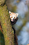 lesser panda