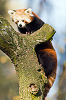 lesser panda