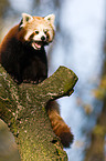 lesser panda