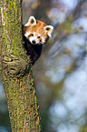 lesser panda