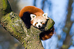 lesser panda