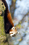 lesser panda