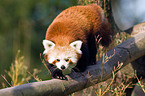 lesser panda