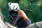 lesser red panda