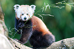 lesser red panda