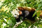 lesser panda