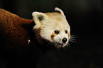 lesser panda