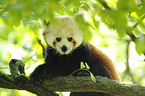 lesser panda