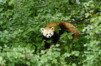 lesser panda