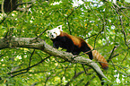 lesser panda