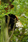 lesser panda