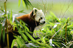 lesser panda