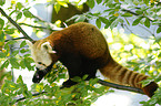 lesser panda