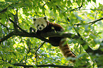 lesser panda