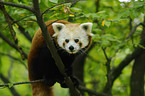 lesser panda