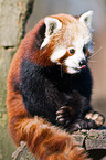 lesser panda