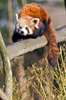 lesser panda