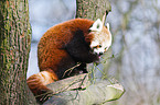 lesser panda