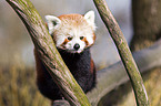 lesser panda