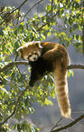 lesser panda