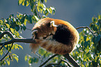 lesser panda