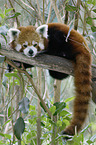 lesser panda