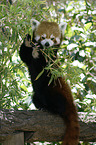 lesser panda