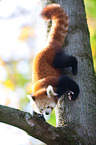 lesser panda