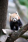 lesser panda