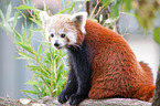 lesser panda