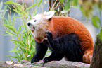 lesser panda