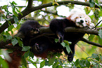 lesser panda