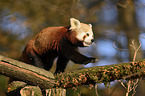 lesser panda