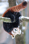 lesser panda