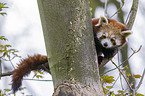 lesser panda