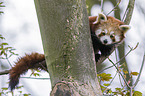 lesser panda