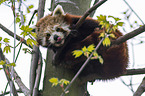 lesser panda