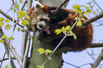 lesser panda