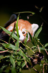 lesser panda