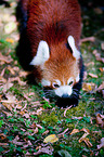 lesser red panda