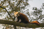 Red Panda on e tree