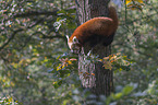 Red Panda on e tree