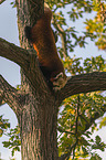 Red Panda on e tree