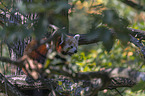 Red Panda on e tree